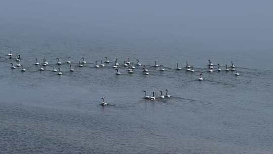 江西鄱阳湖湿地小天鹅候鸟航拍自然风光