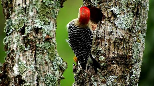 啄木鸟啃食树木