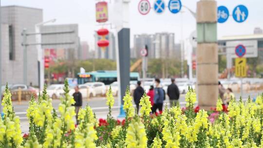 开满鲜花的城市道路视频素材模板下载