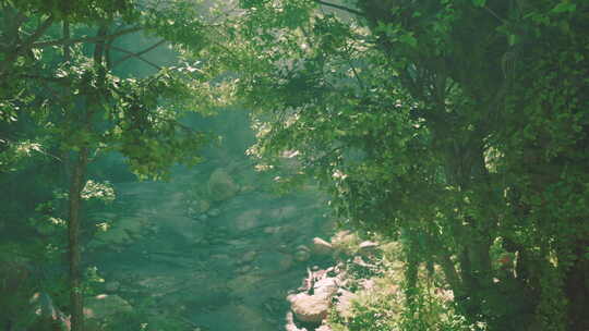 一条流经郁郁葱葱的绿色森林的河流