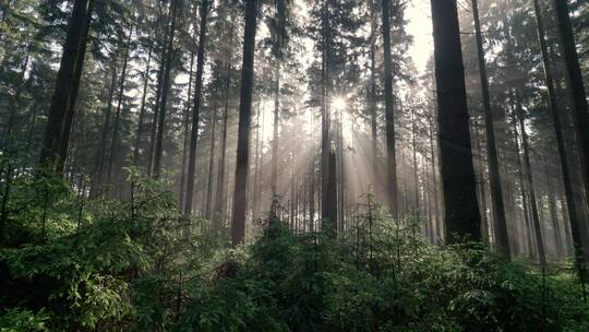 丁达尔梦幻森林唯美森林逆光云雾森林春天树