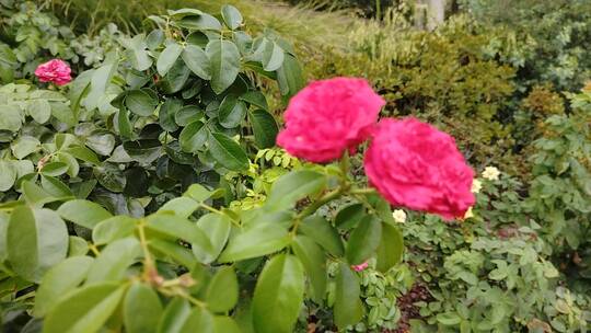 风中摇曳的玫红色花朵