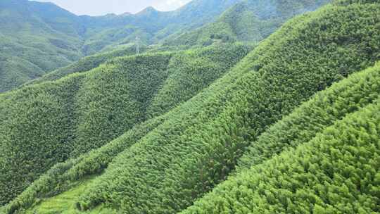 平塘马安竹海航拍 竹林森林云海