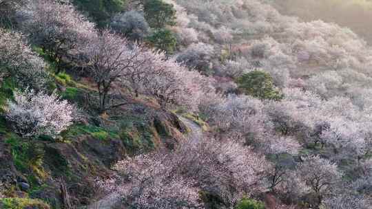 航拍福州永泰青梅花（葛岭万石村）28