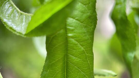 植物桃树树叶结果花昆虫叶子视频素材模板下载