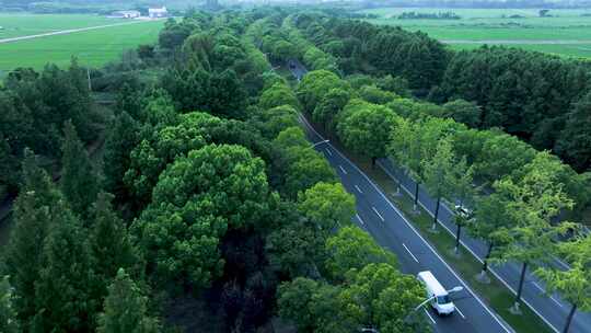 道路绿化 碳中和