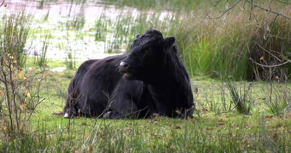 吃草休闲的大黑牛