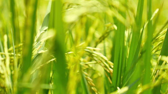 颗粒饱满的水稻丰收静距离展示