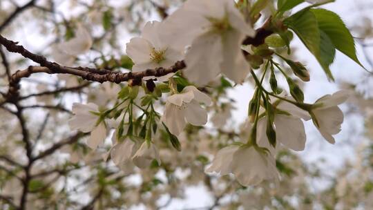春日枝头圣洁的白色樱花