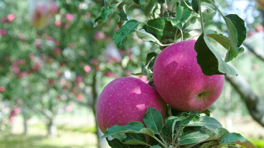 苹果特写、挂在树上红彤彤的苹果