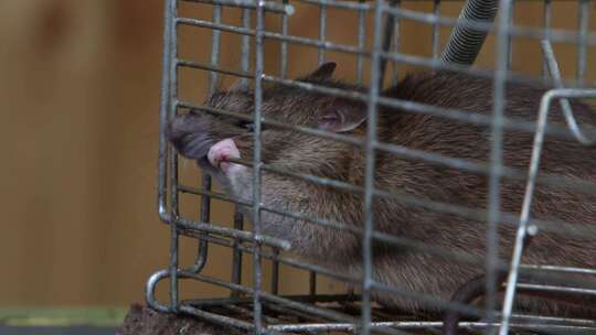 一只成年棕鼠，Rattus norveg