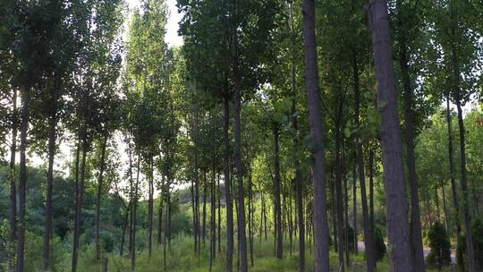 大树 植物 森林绿色 环保 树木 氧吧 航拍
