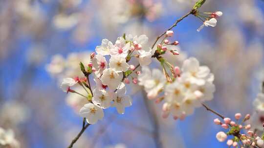 春日樱花烂漫 油菜花田