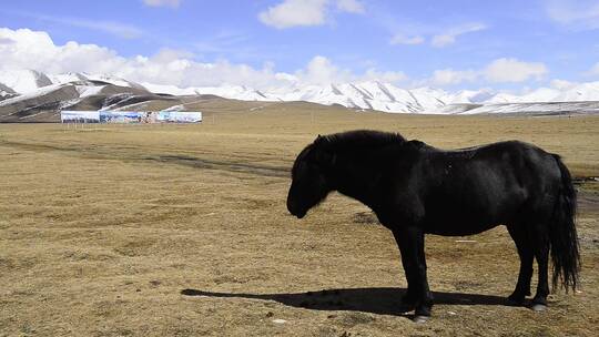 西藏旅游户外野马