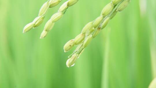 水稻滴水-唯美慢动作