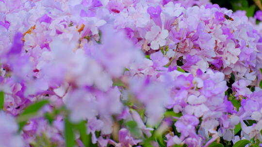 蒜香藤花特写