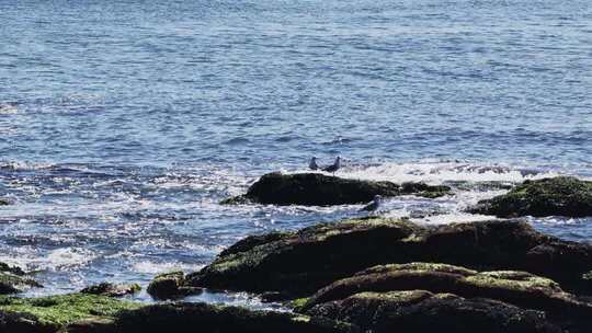 海边礁石群海鸥栖息飞翔慢镜头海浪拍打礁石