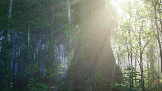 森林阳光洒下镜头