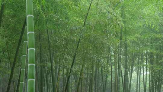 下雨天竹林景观特写，竹节挺拔竹叶繁茂