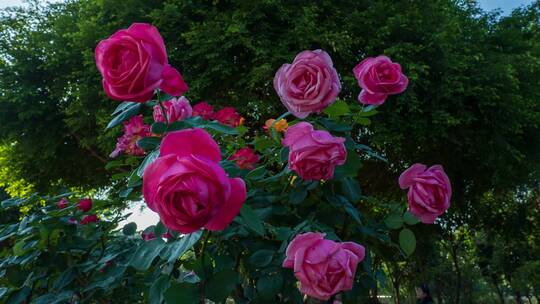 盛开的月季花玫瑰花