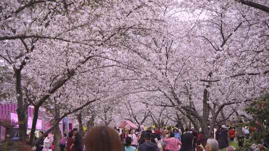 满树樱花满地游客