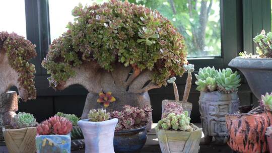 花房多肉植物视频素材模板下载