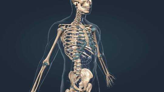 人体骨架骨骼胸骨胸廓盆腔盆骨髋骨骨连接