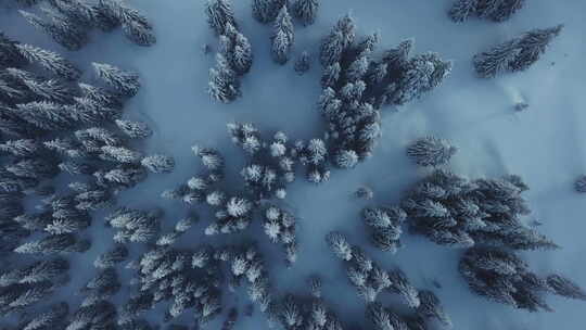 航拍冬季森林白色雪景