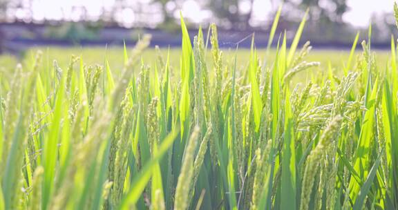 夏天里阳光下即将成熟的水稻稻穗
