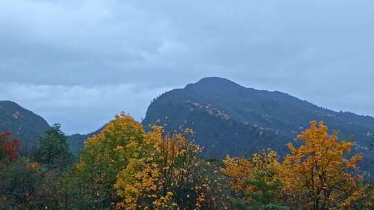 高清实拍眉山洪雅瓦屋山森林