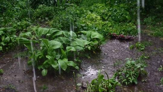 强烈的雨水落在草地上