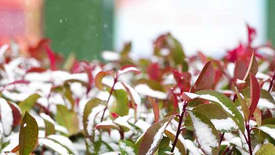 下雪雪花飘雪