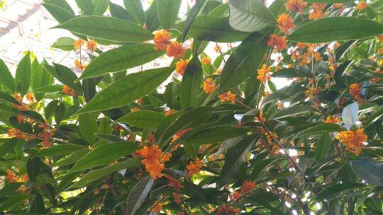 金桂桂花植物