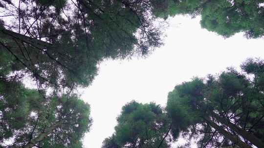 森林里树木向上生长苔藓树枝自然4K原创户外