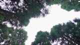 森林里树木向上生长苔藓树枝自然4K原创户外高清在线视频素材下载