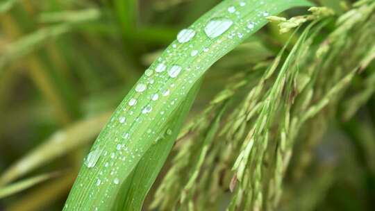 水稻露水露珠清新自然农作物