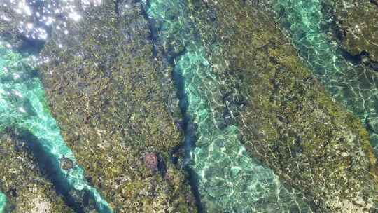 海龟游过台湾水晶海水和波浪