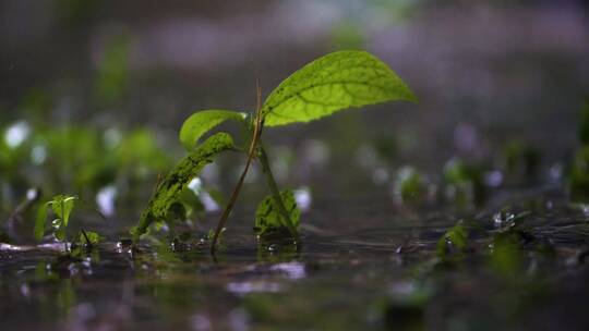 暴雨中小植物的特写镜头