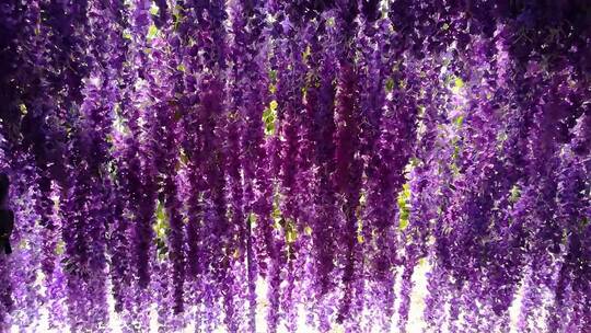 美丽的紫藤花架1