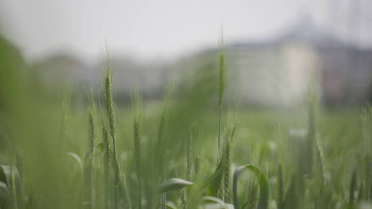 金色麦田丰收的季节