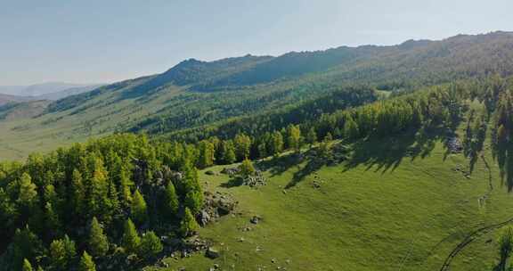 秋天的高山森林