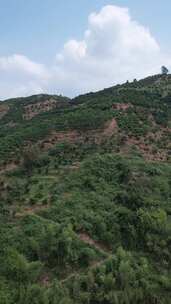 竖版航拍山川丘陵水果种植水果基地