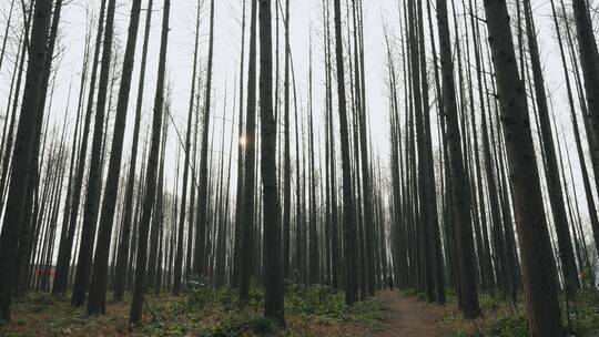 夕阳下的小树林