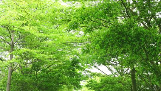 清新静谧绿色树林树木