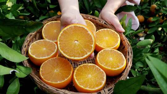 爱媛果冻橙 果冻橙 爱媛38号