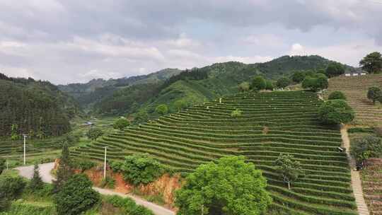 仙人山景区布央茶园航拍