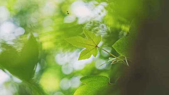 清新绿叶枫叶自然空镜