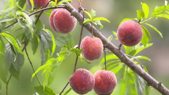 桃子成熟、果园桃子采摘、水果丰收视频素材模板下载
