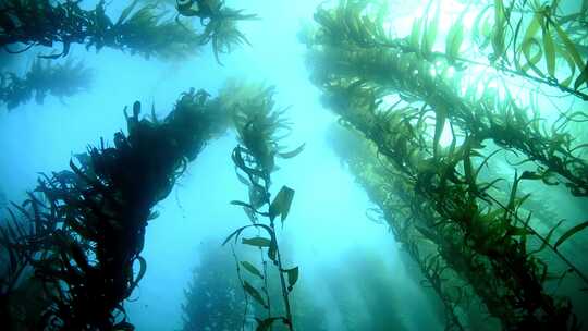 水下拍摄摇摆的海草海藻生物_4K