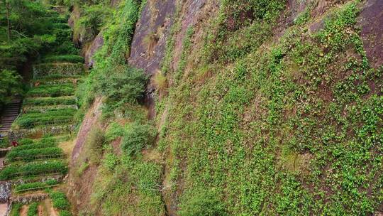 武夷山母树大红袍景区